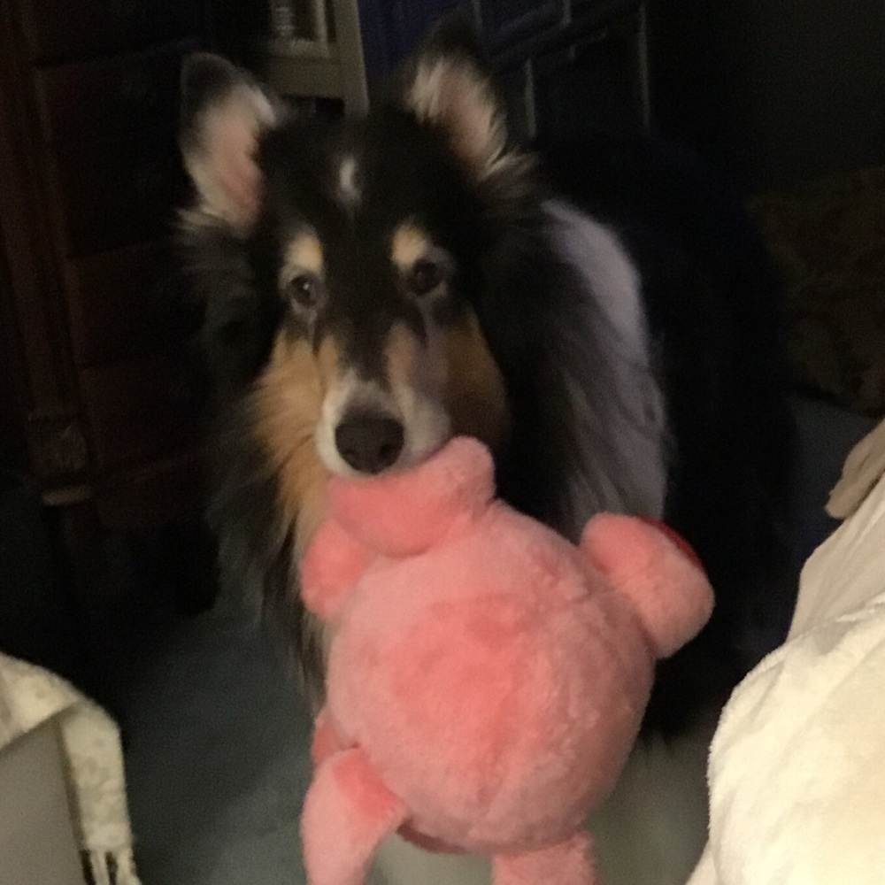 Shop with Heart 💕 Every Find Supports a Senior Pup 🐾